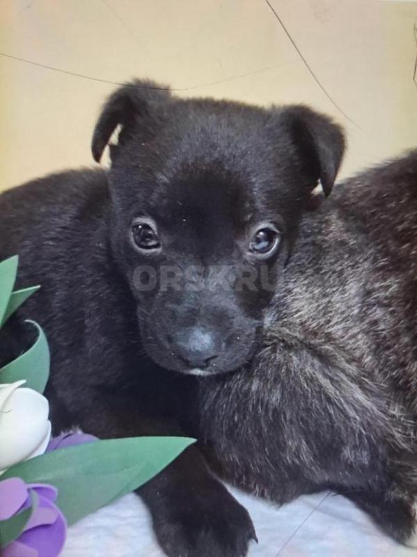 Они для нас « страница в нашей жизни», а мы для них - вся жизнь. - Орск