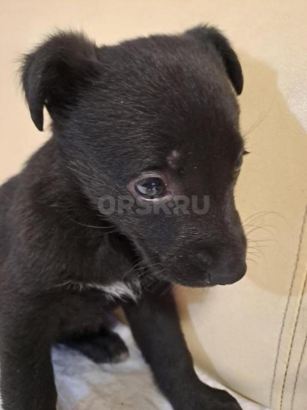 Они для нас « страница в нашей жизни», а мы для них - вся жизнь. - Орск