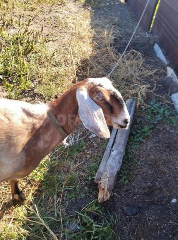 Козы Нубо-камори  и Нубийская, по два года ,одна доится - Орск