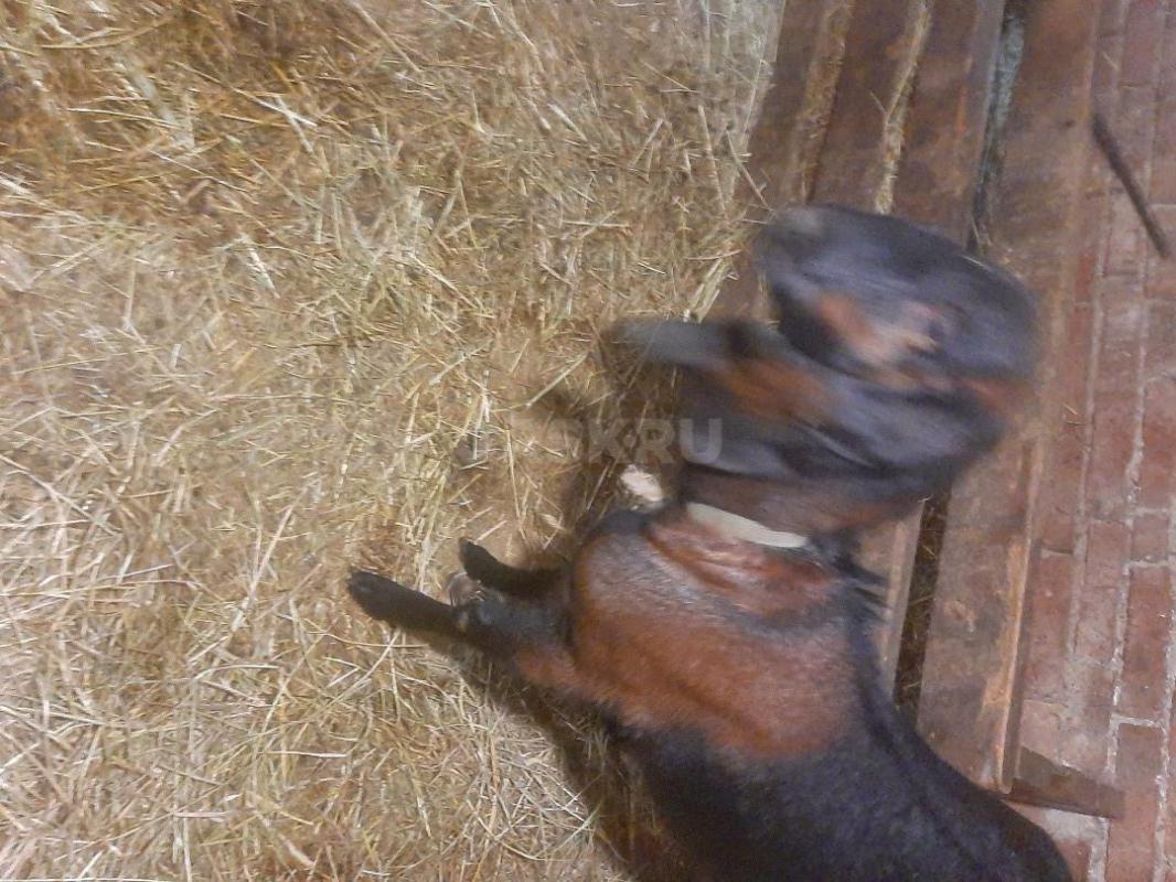 Козы Нубо-камори  и Нубийская, по два года ,одна доится - Орск