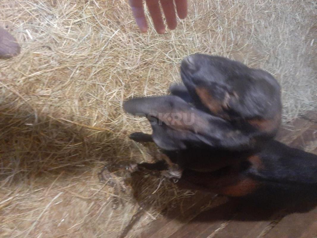 Козы Нубо-камори  и Нубийская, по два года ,одна доится - Орск