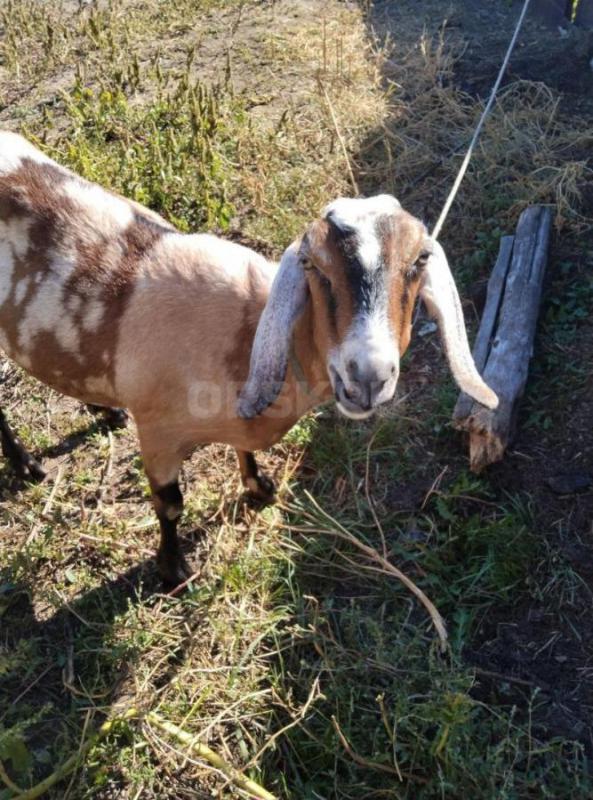 Козы Нубо-камори  и Нубийская, по два года ,одна доится - Орск