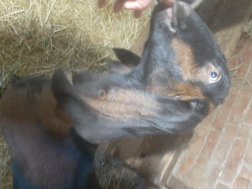 Козы Нубо-камори  и Нубийская, по два года ,одна доится - Орск