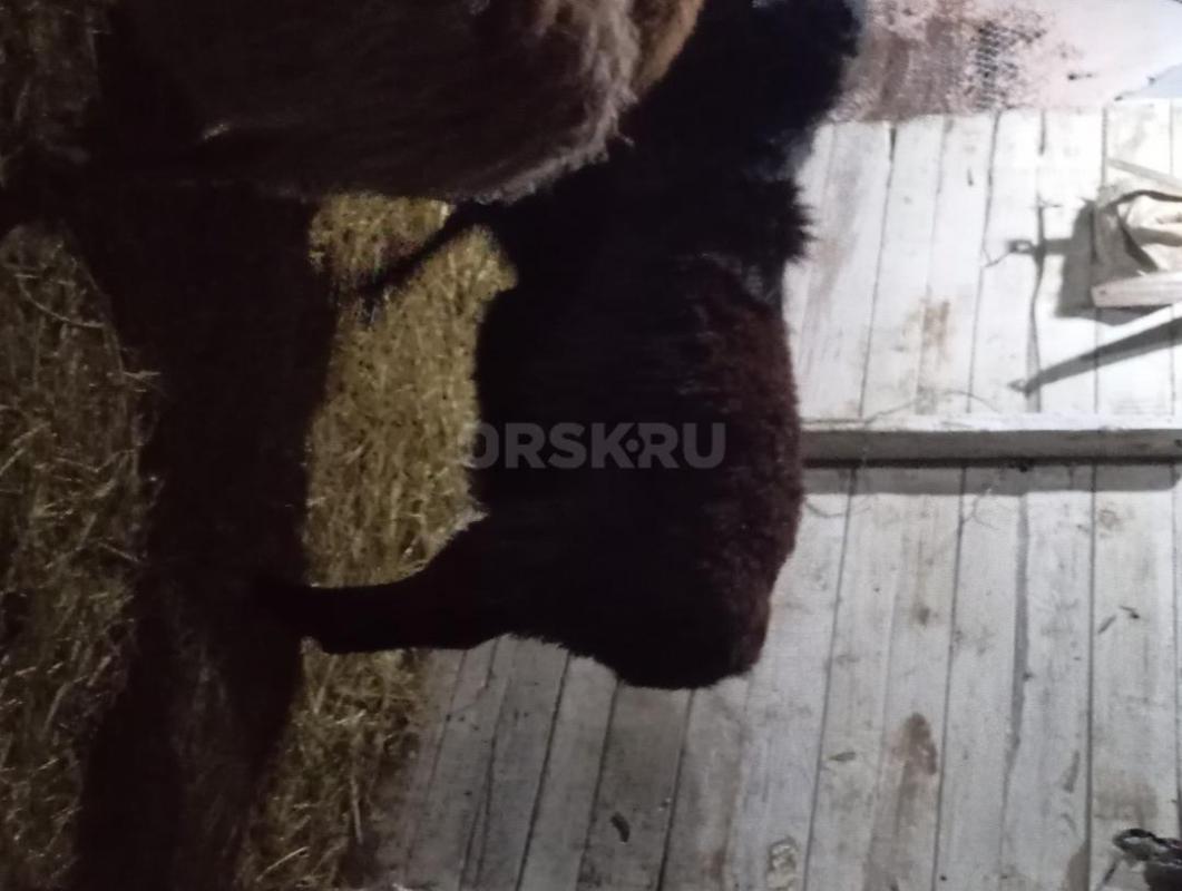 Продам молодых баранов на мясо или на племя мясом 500 рублей живьём по 15 000 рублей бараны упитанны - Орск