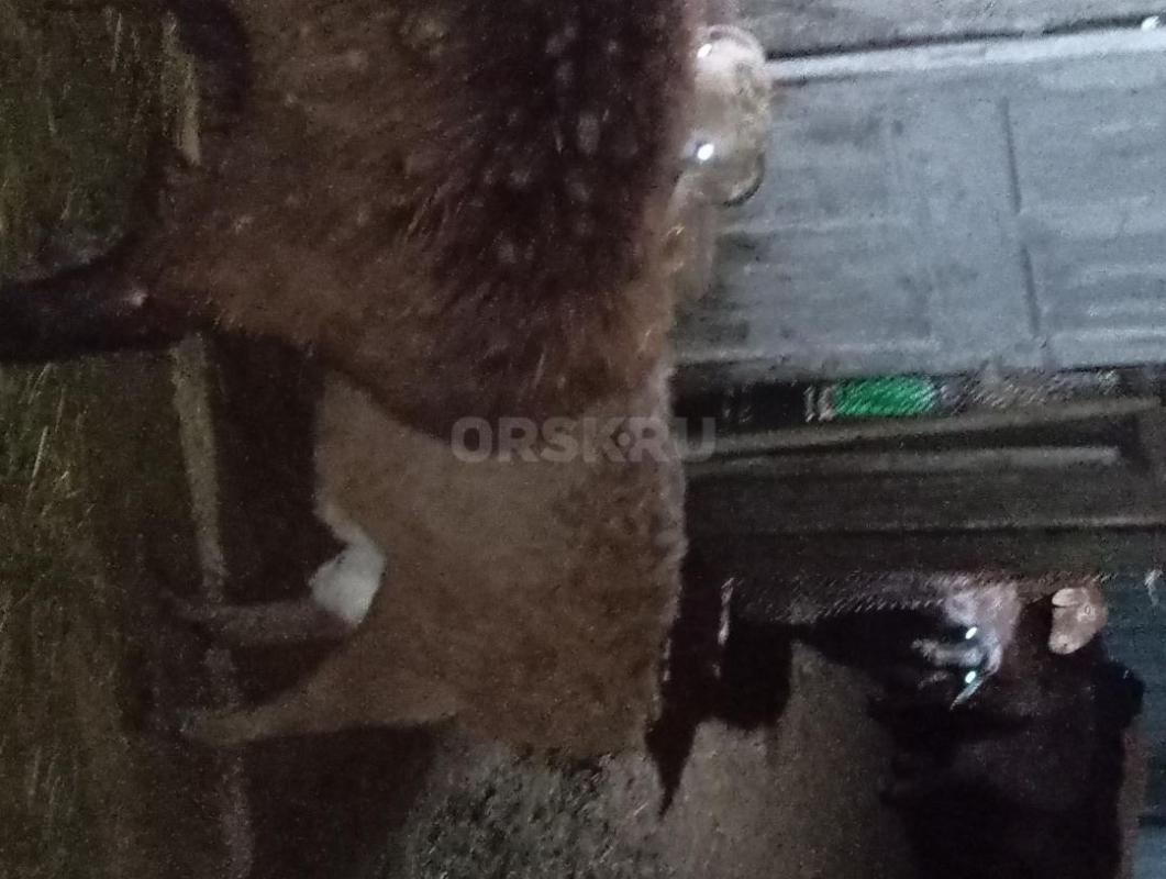 Продам молодых баранов на мясо или на племя мясом 500 рублей живьём по 15 000 рублей бараны упитанны - Орск