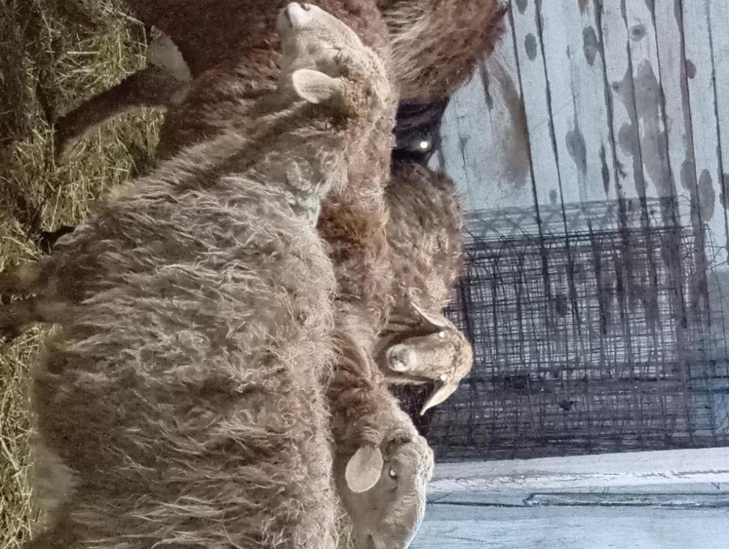 Продам молодых баранов на мясо или на племя мясом 500 рублей живьём по 15 000 рублей бараны упитанны - Орск