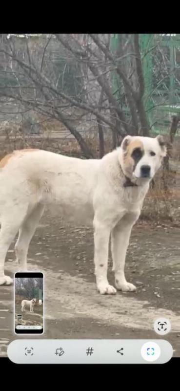 Отдам девочку алабая, не агрессивная. - Орск