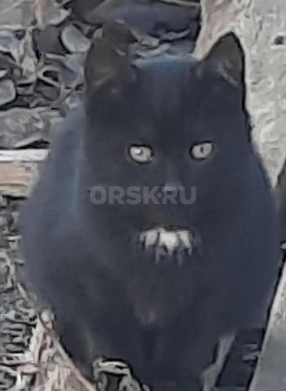 Котята 1,5мес, мама мышеловка. - Орск