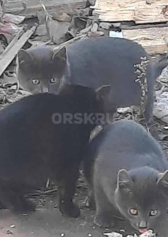 Котята 1,5мес, мама мышеловка. - Орск