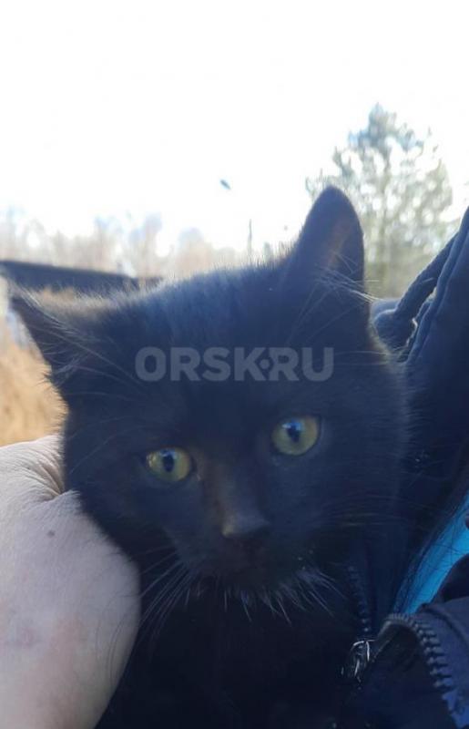 Котята 1,5мес, мама мышеловка. - Орск