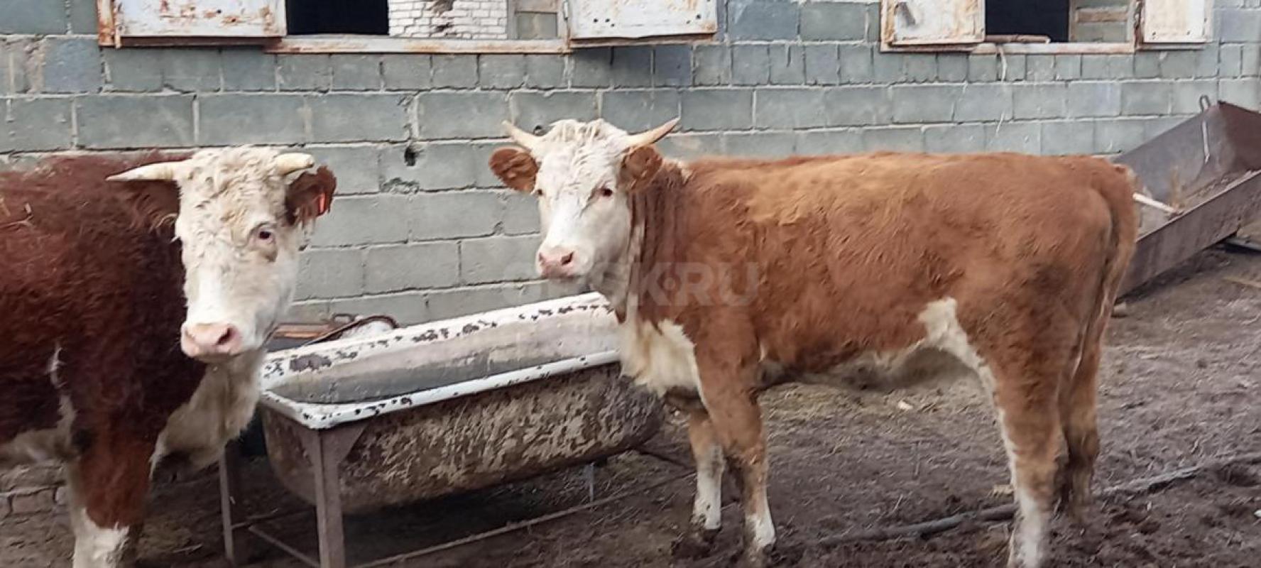 Говядина тёлка 1.5 года
По 520 р. - Орск