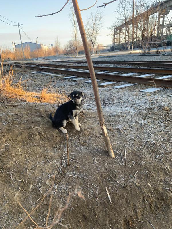 Отдам щенков в добрые руки ,есть и мальчики и девочки , возможна доставка - Гай