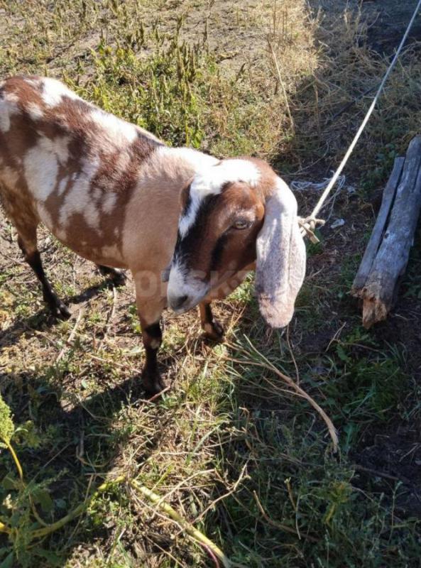 Козы Нубо-камори и нубийская, по два года,есть дойная коза,молоко вкусное, беззапаха, есть документы - Орск