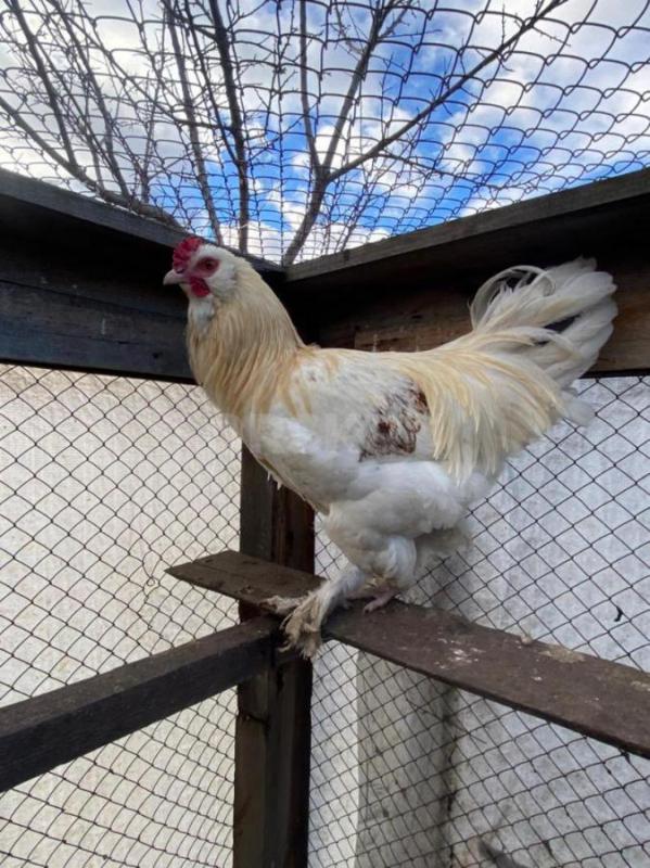 Продам петухов. - Орск