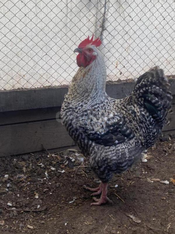 Продам петухов. - Орск