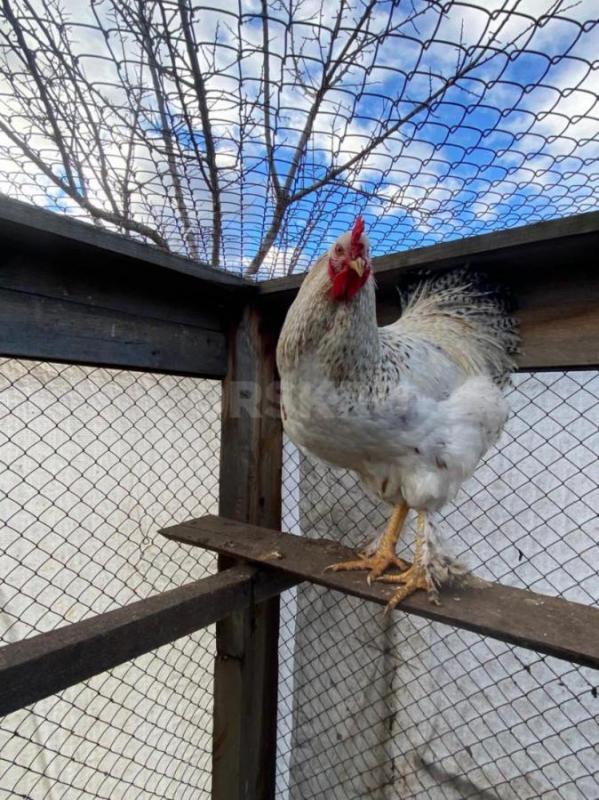 Продам петухов. - Орск