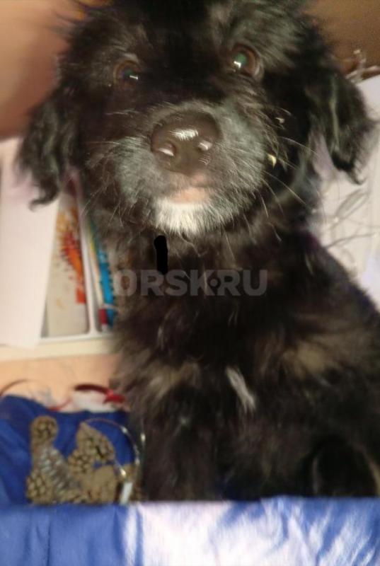 Отдаём в хорошие и добрые руки щенят. 4 девочки, 4 мальчика. - Орск