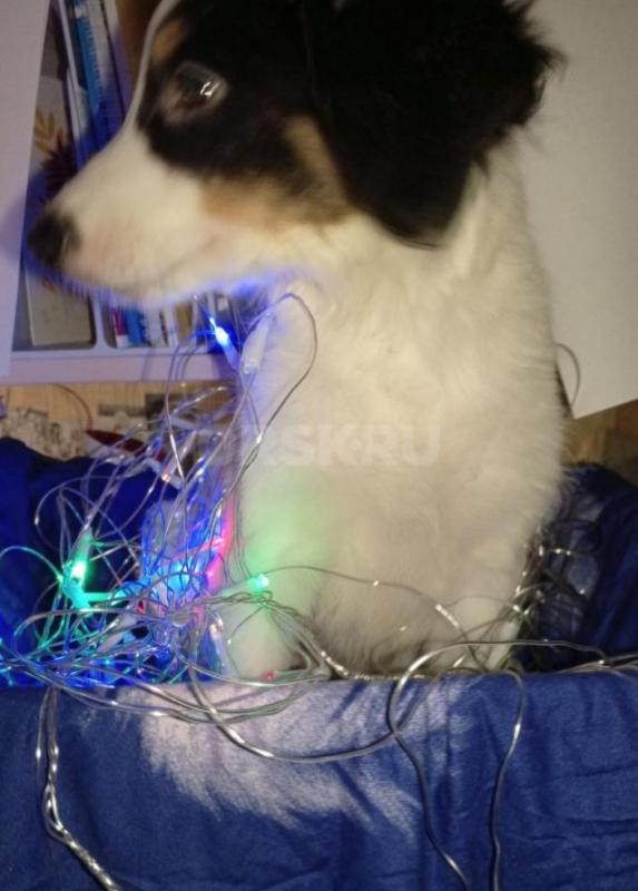 Отдаём в хорошие и добрые руки щенят. 4 девочки, 4 мальчика. - Орск