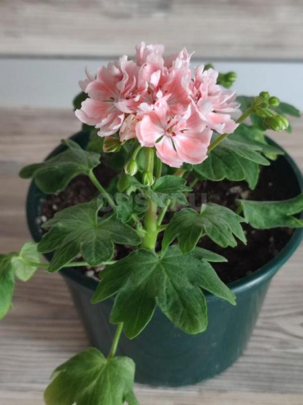 Сортовые пеларгонии -цветущие или набирающие цвет в горшочках. - Орск