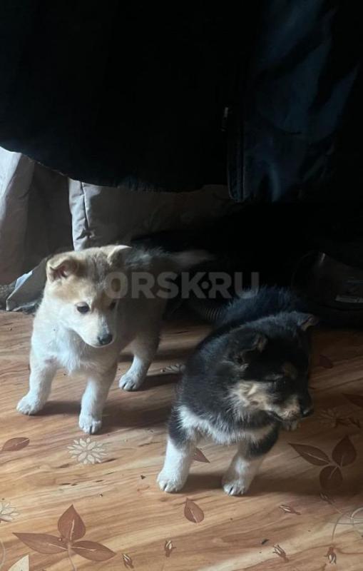 Отдам в добрые руки щенков - Орск