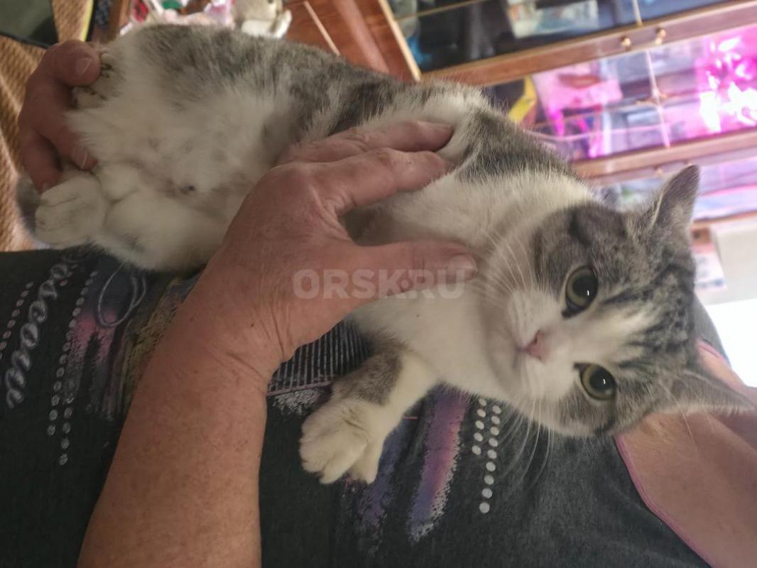 Отдам молодых кошечек ,все стерилизованные котик первый на фото кастртрован. - Орск