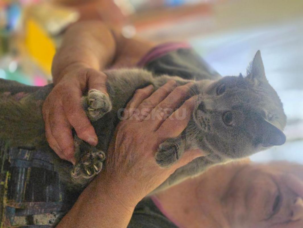 Отдам котенка девочка ,возраст 5 мес,кушает все ,лоток знает ,активная ,стерилизованная ,район аванг - Орск