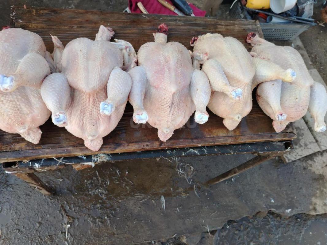 Продам свежих домашних бройлеров-450р /кг
Утки муларды 600р /кг, чисто обработанные. - Орск