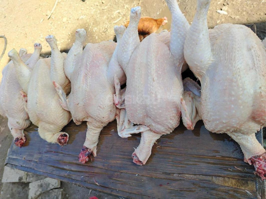 Продам свежих домашних бройлеров-450р /кг
Утки муларды 600р /кг, чисто обработанные. - Орск