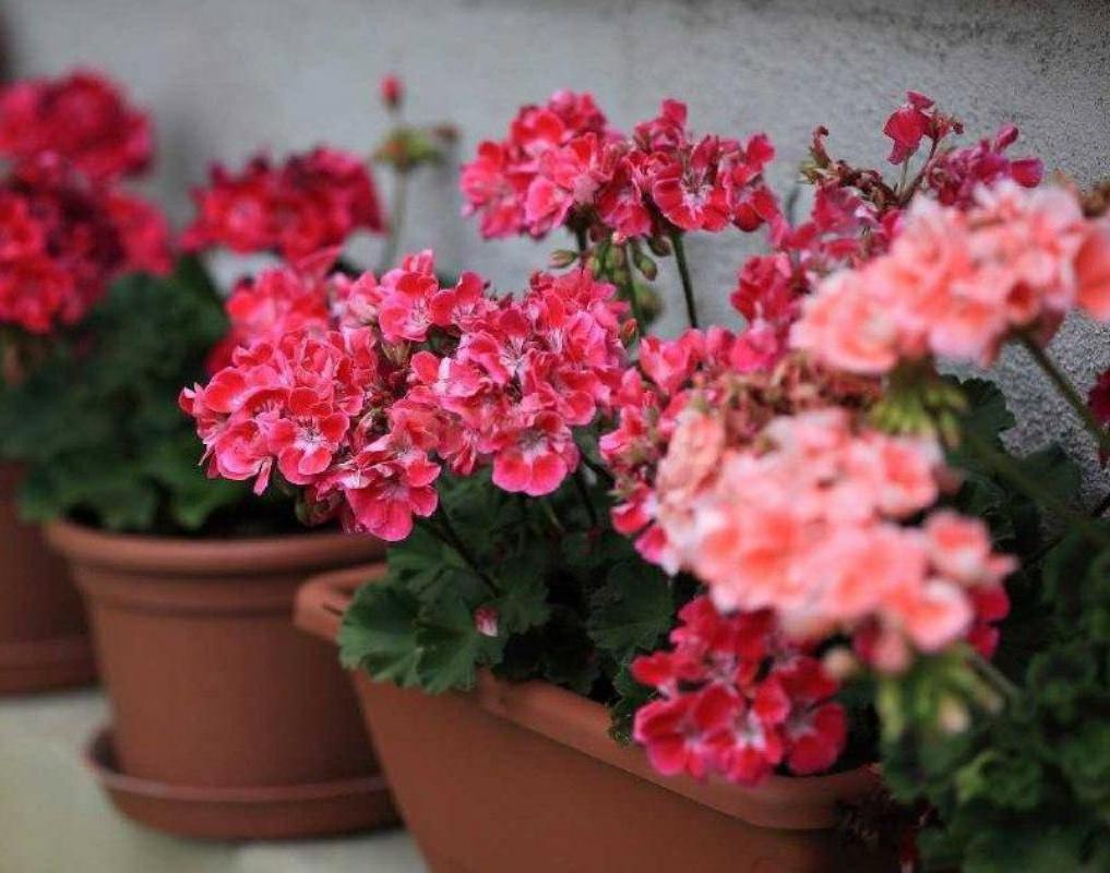 Цветы Герани цветут практически круглый год и создают своим видом лёгкое, приятное душе настроение д - Орск