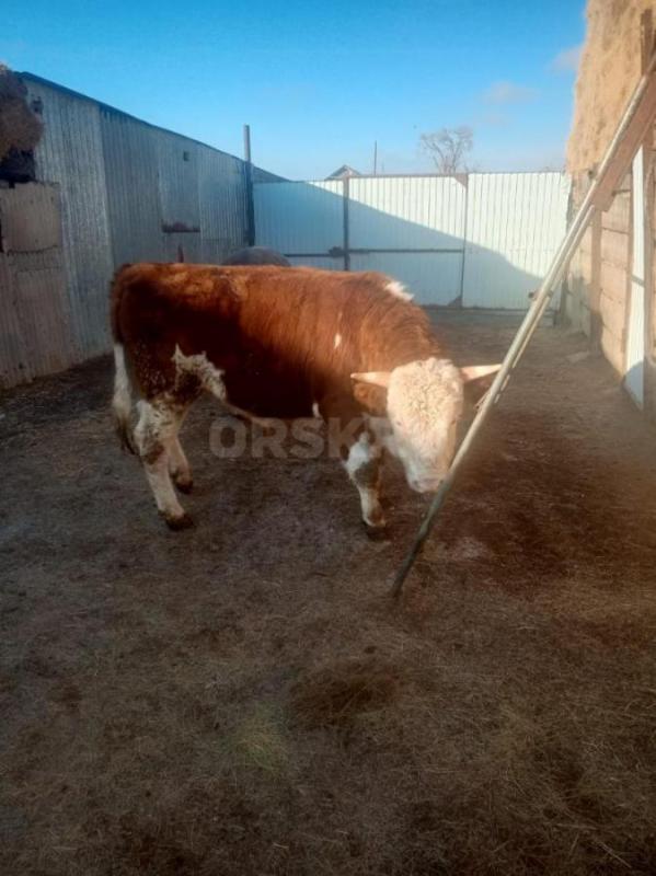 Продам быков на племя или на мясо возраст 1,5 года - Новоорск