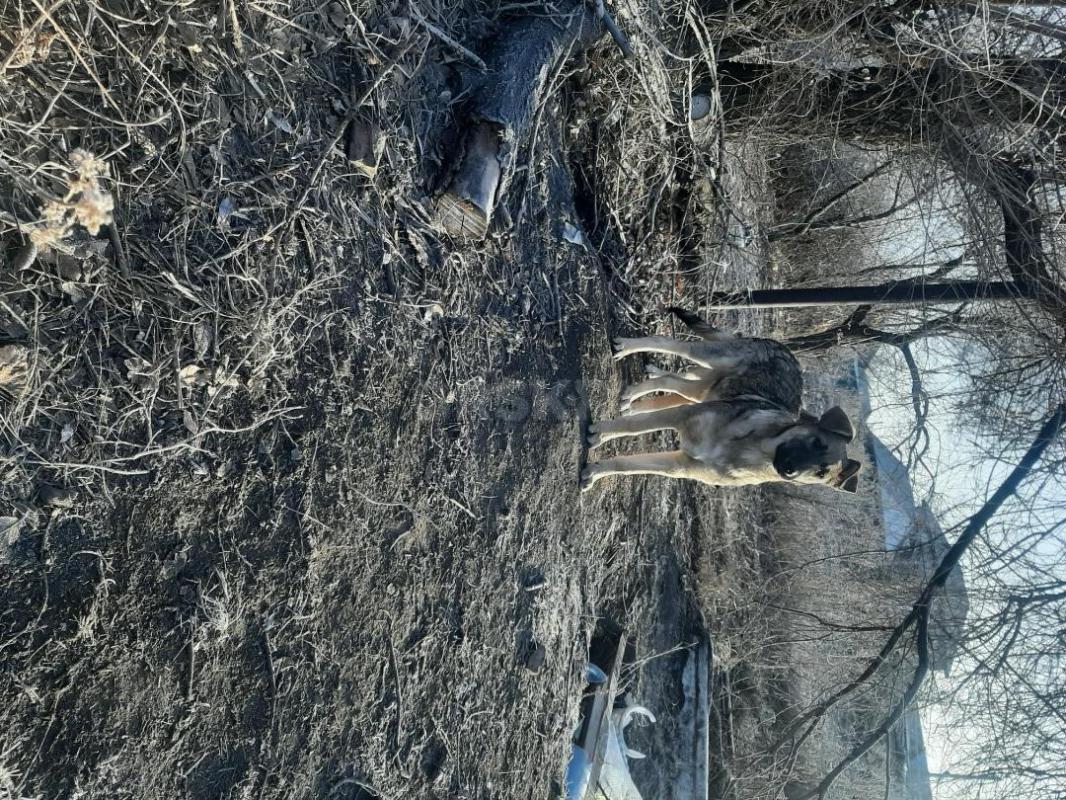 Щенки  девочка и кобелек. 4 месяца, девочка стерилизована, оба привиты, мама средней величины, живут - Орск