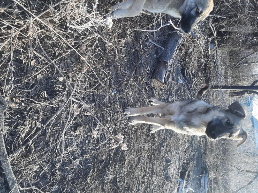 Щенки  девочка и кобелек. 4 месяца, девочка стерилизована, оба привиты, мама средней величины, живут - Орск