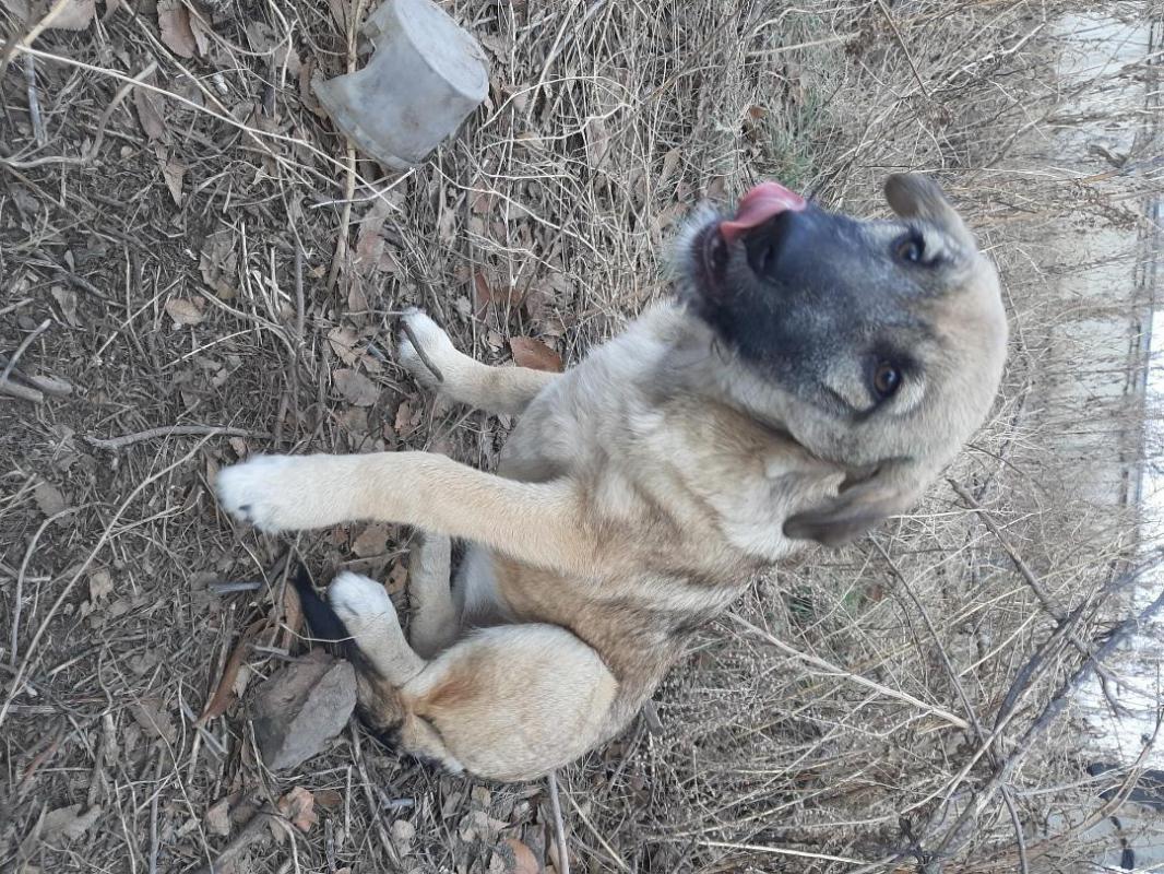 Щенки  девочка и кобелек. 4 месяца, девочка стерилизована, оба привиты, мама средней величины, живут - Орск