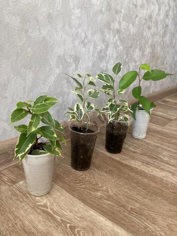 Продам Фикус - 200 р., Эуфорбия - 500 р. - Орск