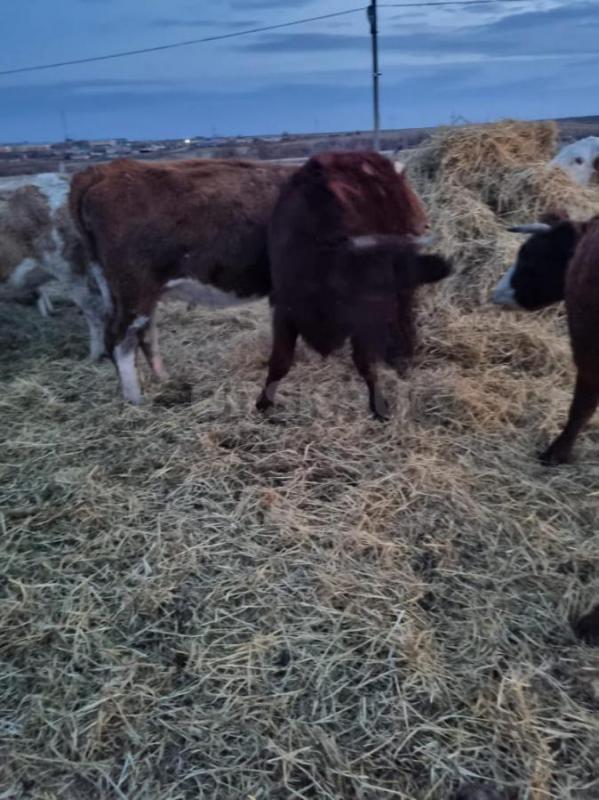 Продам коров и тёлок. - 1
