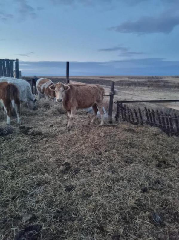 Продам коров и тёлок. - 1