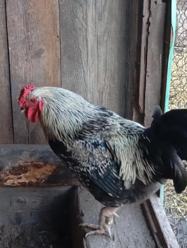 Продам молодых петухов - Новотроицк