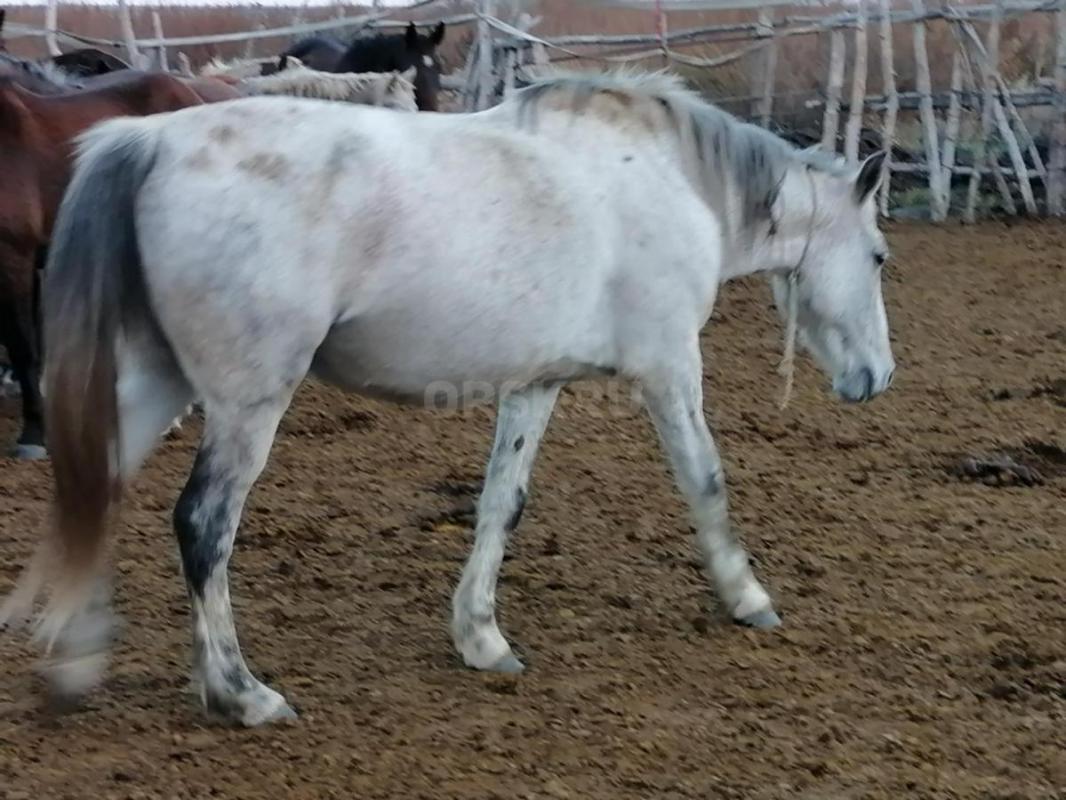 Продам! - Орск