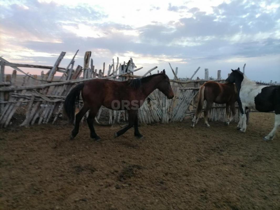 Продам! - Орск