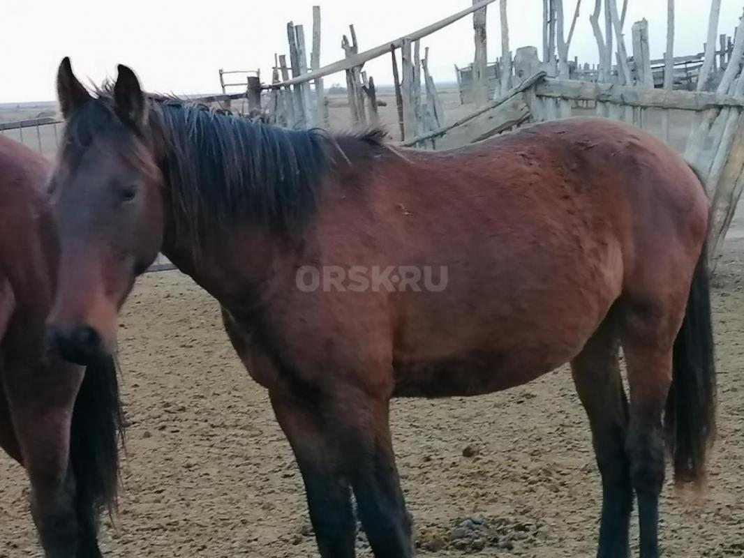 Продам! - Орск