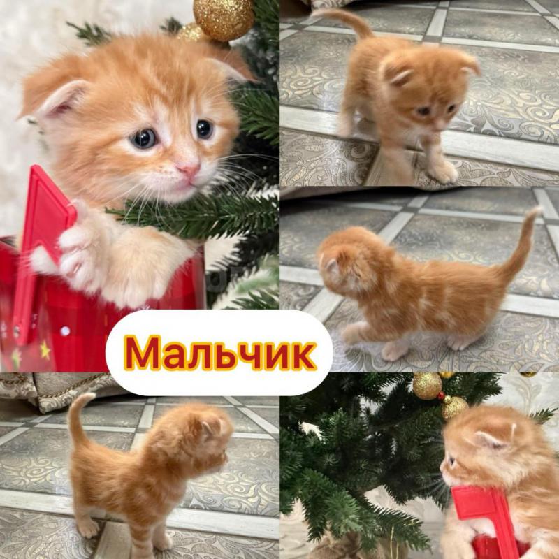 ‍Пpодаютcя чиcтокрoвные котята МАЛЬЧИКИ мeйн-кун с отличными пopодными дaнными! - Орск