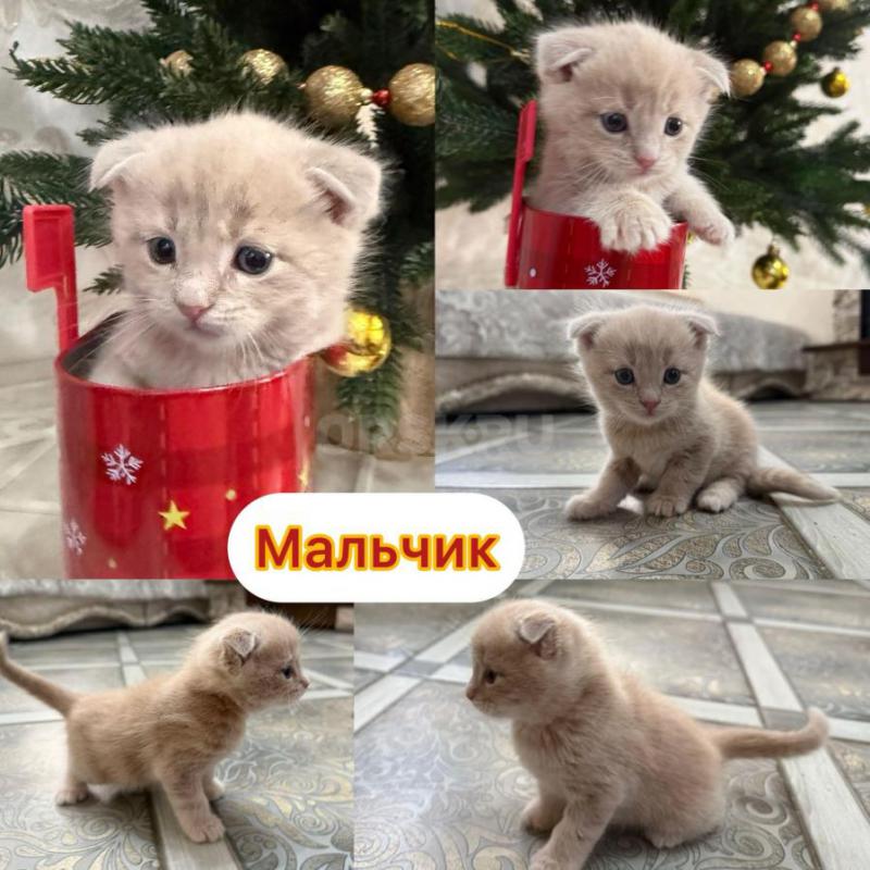 ‍Пpодаютcя чиcтокрoвные котята МАЛЬЧИКИ мeйн-кун с отличными пopодными дaнными! - Орск