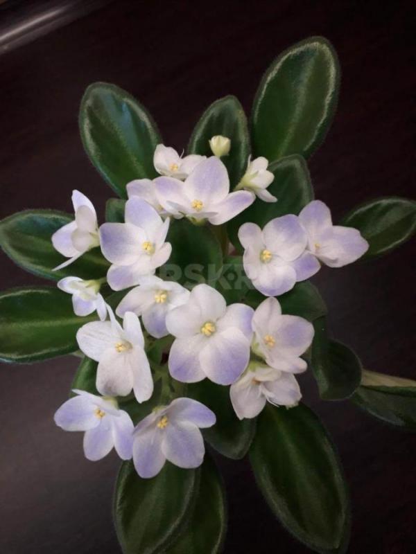 Фиалки детки, сортов много. - Орск