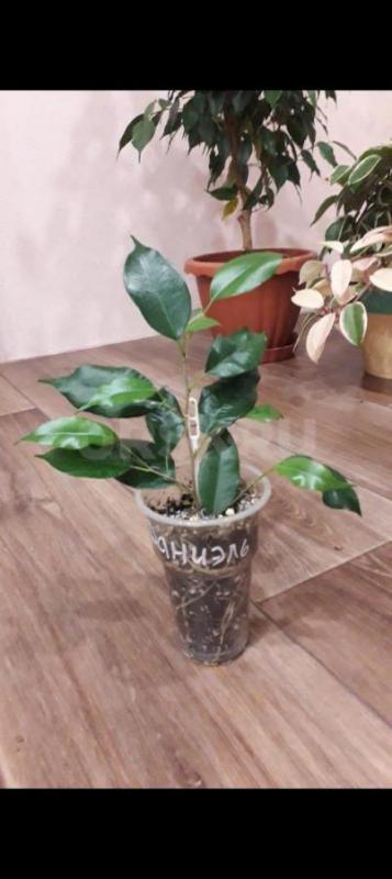 Фикус Даниэль, голоден Моник 250р. - Орск