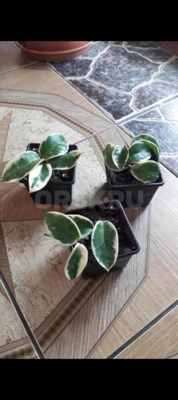 Фикус Даниэль, голоден Моник 250р. - Орск