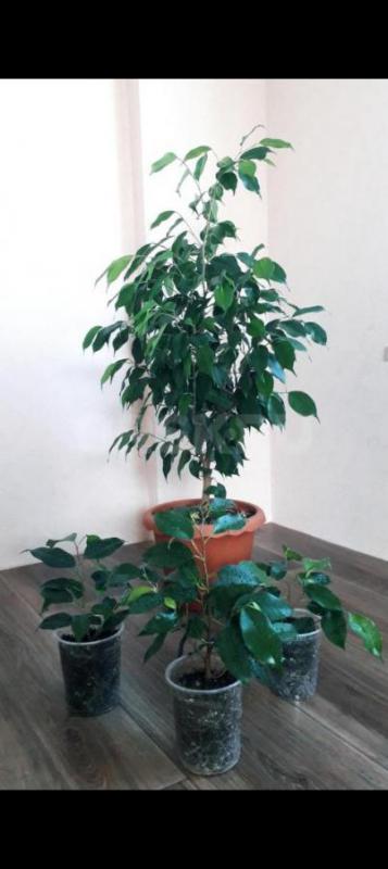 Фикус Даниэль, голоден Моник 250р. - Орск