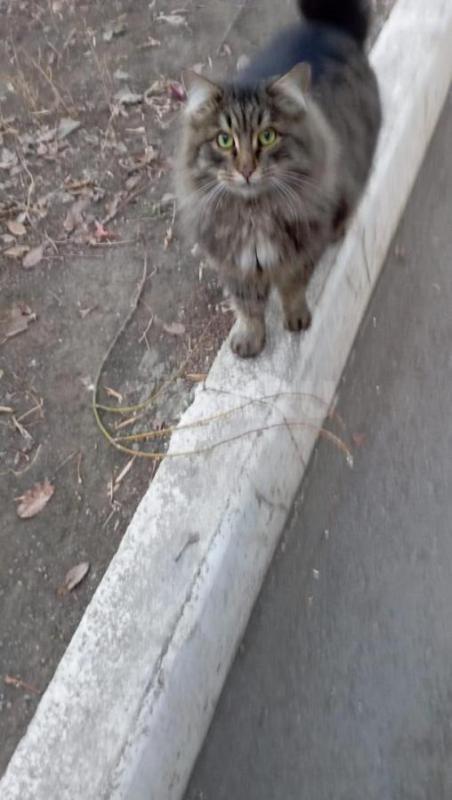 Молодой диванный кот (1.5-2 года) оказался на улице (умер хозяин). - Орск