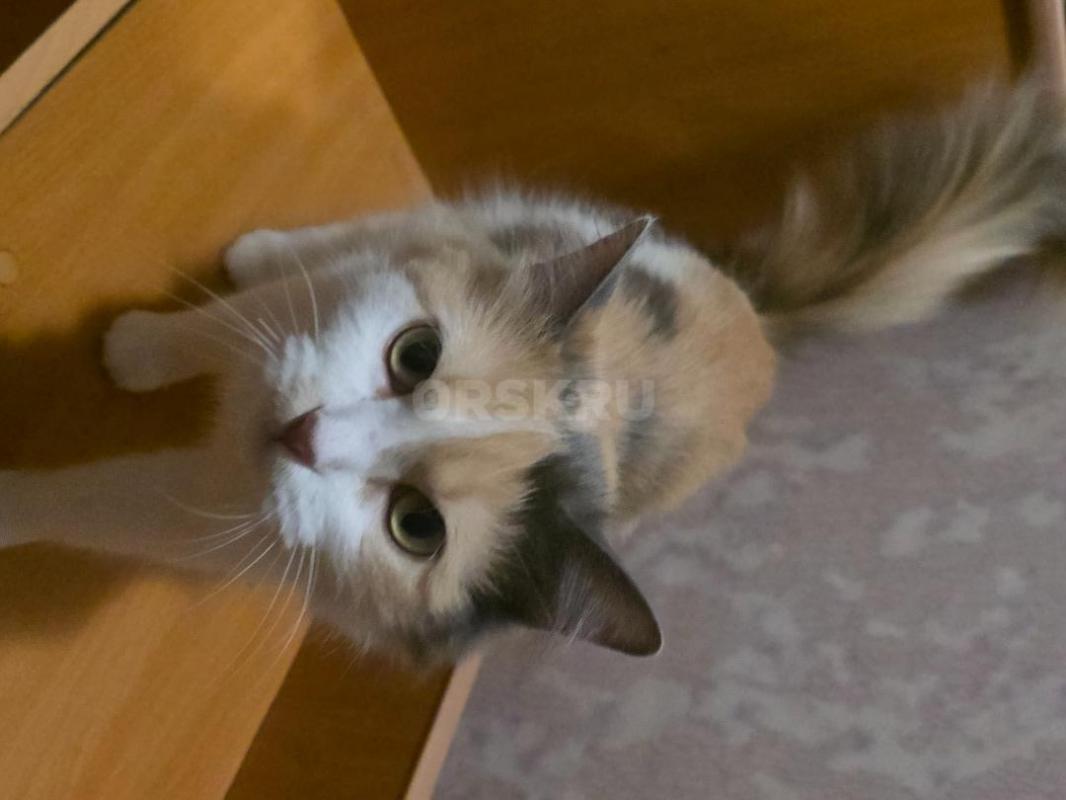 Отдам кошек ,молоденькие ,стерильные ,кушают все ,ходят в лоток ,очень ласковые ,район тбиллийской - Орск