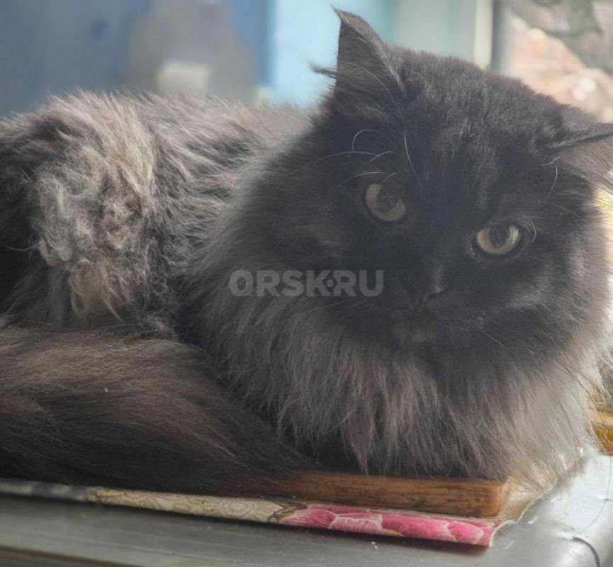 Отдам молодых стерилизованных кошечек ,все молодые ,возраст от 5 мес до 1.5 года ,ласковые ,кушают в - Орск