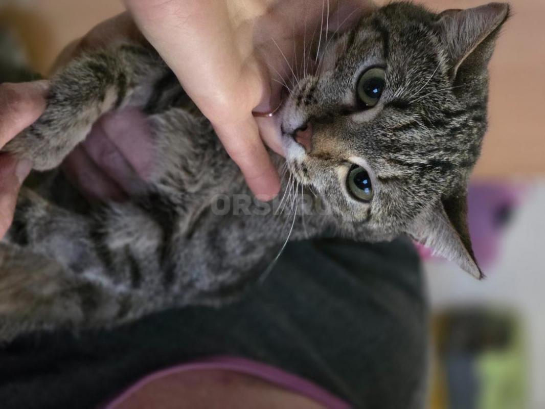 Отдам молодых стерилизованных кошечек ,все молодые ,возраст от 5 мес до 1.5 года ,ласковые ,кушают в - Орск